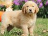 Very Sweet Charming Golden Retriever Puppies