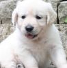 English Golden Retriever Puppies Available Now