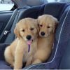 Adorable male and a female Golden Retriever