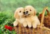 Akc Purebred Golden Retriever Puppies For Sale