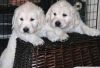 adorable golden retriever puppies for sale