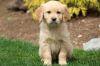 adorable Golden Retriever puppy