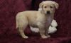 Akc Golden Retriever Puppies for sale