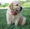 cute and nice golden retriever puppies