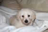 Joyous Golden Retriever Puppies Available $500