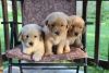 Gorgeous, Quality Akc Golden Retriever Puppies