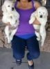 Cute Golden Retreiver puppies for adoption
