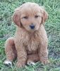 Only 1 Female AKC Golden Retriever Pup