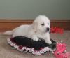 Male And Female Golden Retriever Puppies For Sale