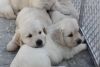 Golden retriever puppies hunting for new homes