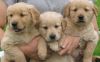 beautiful golden retrieve pups ready