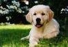 Adorable labrador retriever puppies available