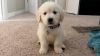 Golden Retriver Puppies For New Homes