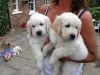 golden retiever puppies