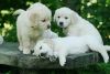 Train Golden Retriever Puppies