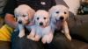 (Akc Reg) Golden Retriever Puppies For Sale