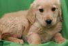 Playful Golden Retreiver poppies for sale
