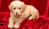 100$pure Breaded Golden Retriver Poppies For Sale