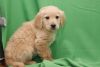 Golden Retreiver for sale at a verry good price