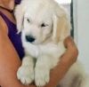 Adorable Golden Retriever Puppies Available $400