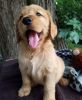 Golden Retriever Puppies For Sale Vet Checked