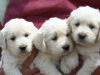 Golden Retriever Pups Available T xxx-xxx-xxxx
