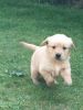 Awesome Golden Retriever Puppies For Sale