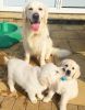 amazing golden retriever pups for lovely homes