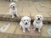 maverlous golden retriever pups for adorable homes