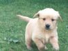 amazing golden retriever puppies for lovely homes