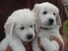 Kc Registered Golden Retriever Puppies Ready To Go