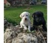 Black and White Golden Retriever puppies