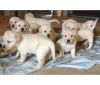 Pure Breed Golden Retriever Puppies Available