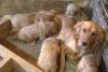 GOLDEN RETRIEVER PUPS AVAILABLE FOR A NEW HOME