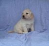 CHARMING GOLDEN RETRIEVER PUPPIES READY FOR GOOD HOMES.