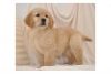 AKC Golden Retriever Puppies Available