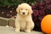 Beautiful AKC Golden Retriever Puppies for sale