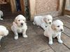 Well trained Golden retriever puppies