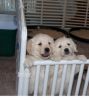 AKC REG Golden retriever puppies