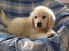 Cute English Creme Golden Retrievermale puppy
