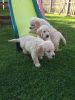 Golden Retriever puppies for sale now at affordable price
