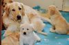 Golden retriever puppies ready for new homes