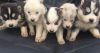 Beautiful siberian husky puppies for adoption