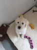 Beautiful Male Golden Retriever Pup Available Now!
