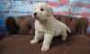 golden retriever puppies male and female for good homes
