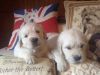 Golden Retriever Puppies Kc Reg