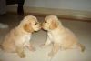 male and female Golden Retriever Puppies