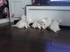 Beautiful Golden Retriever Puppies Kc Registered