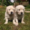 Kc Reg Golden Retriever Puppies