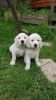 2x Kc Reg Golden Retriever Puppies